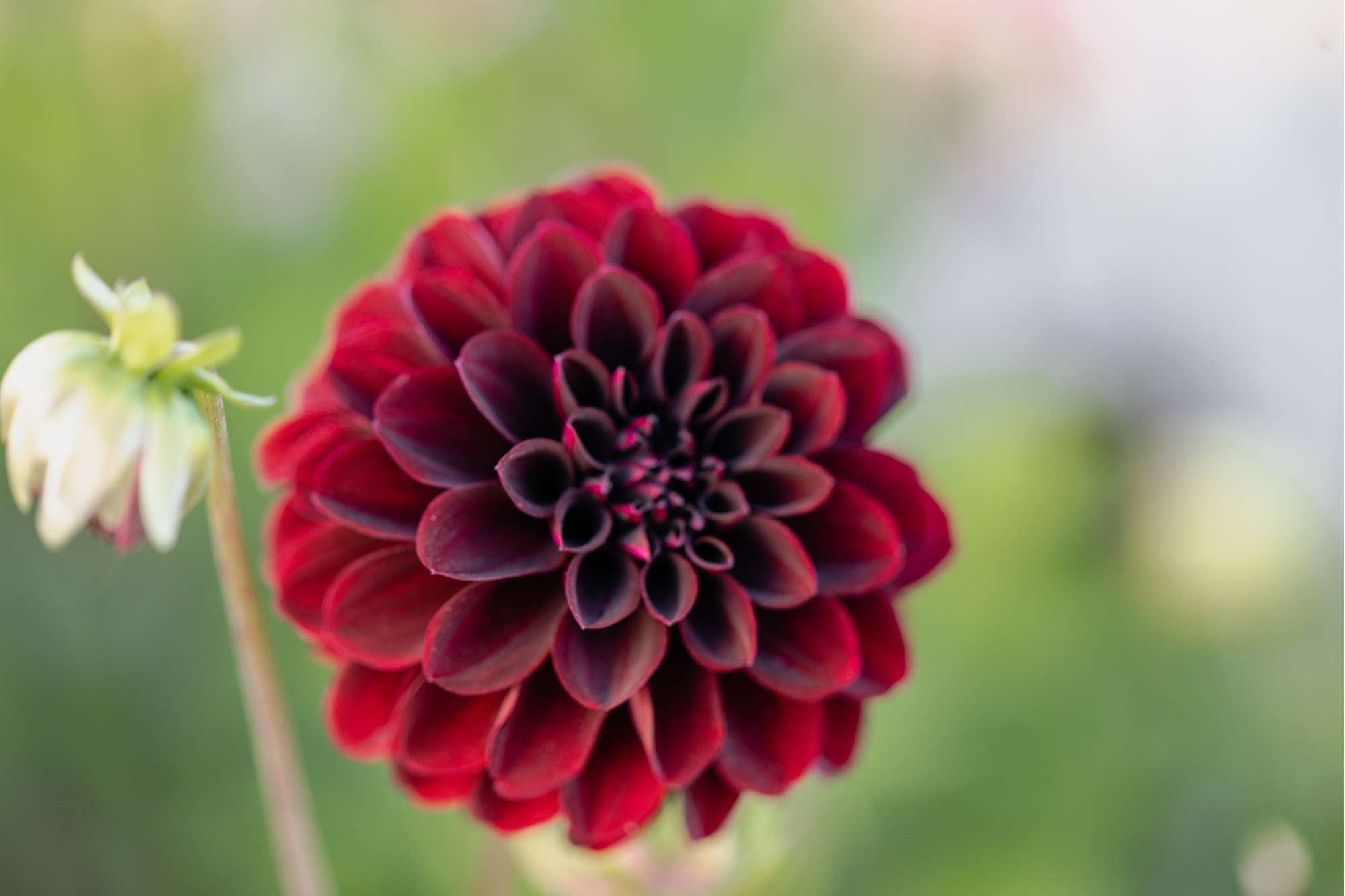 Dahlia 'La Recoleta'
